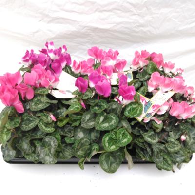 Cyclamen 'Indiaka'