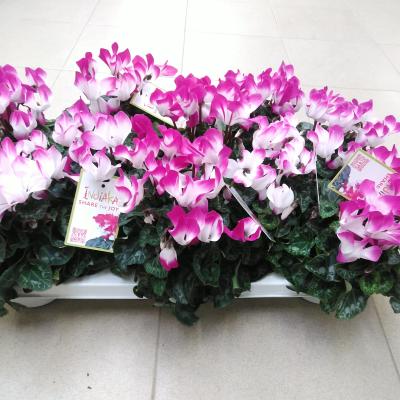 Cyclamen Indiaka Violet