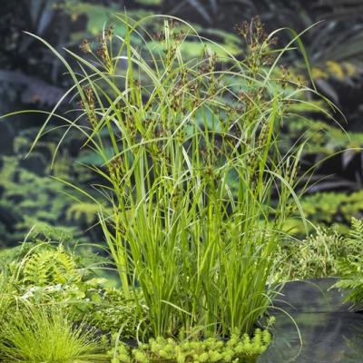 Cyperus longus