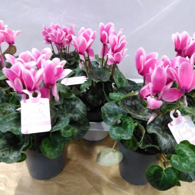 Cyclamen 'Lovely Moments'
