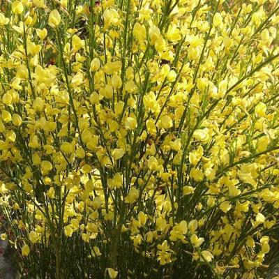 Cytisus 'Luna'