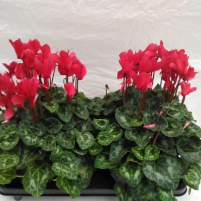 Cyclamen GR 'Mammoth' 'F1 Red'