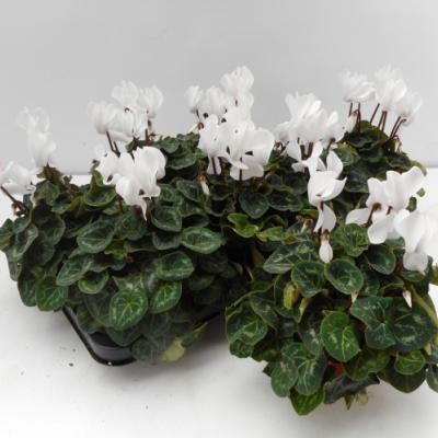 Cyclamen GR 'Mammoth'  F1 White'