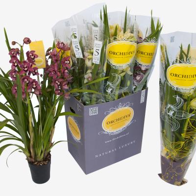 Cymbidium mix 4 tak