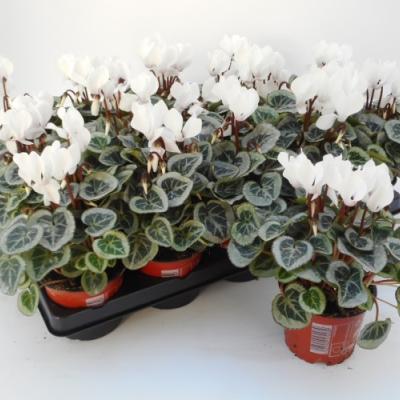 Cyclamen KL 'Midori White'