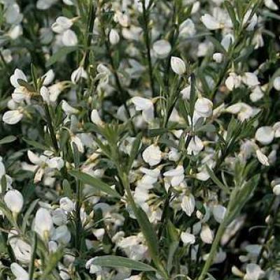 Cytisus praecox 'Albus'