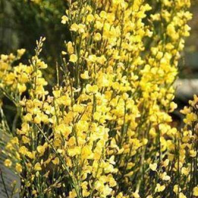 Cytisus praecox 'Allgold'