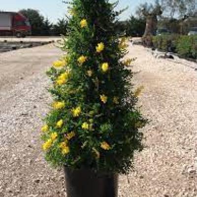 Cytisus racemosus pyramide