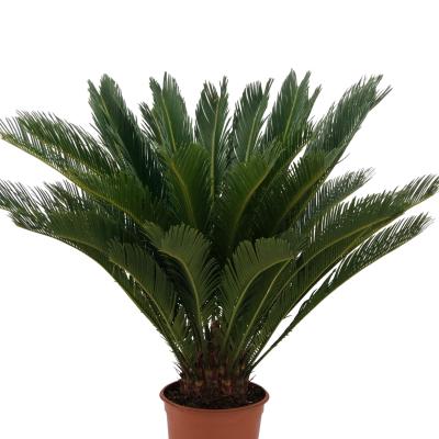 Cycas revoluta