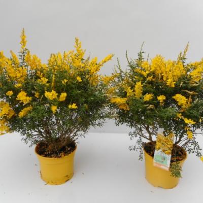 Cytisus x racemosus - Genista