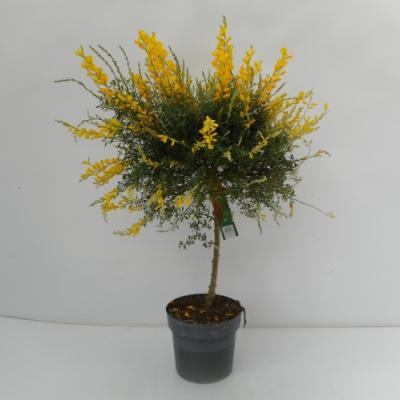 Cytisus x racemosus - Genista op stam