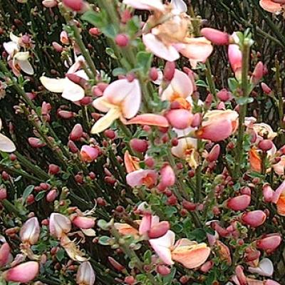 Cytisus 'Zeelandia'