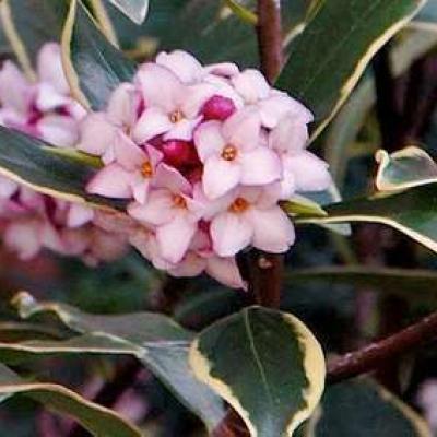 Daphne odora 'Aureomarginata'