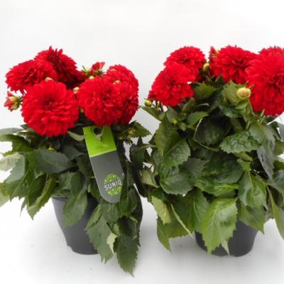 Dahlia 'Suniq® XXL' Mix