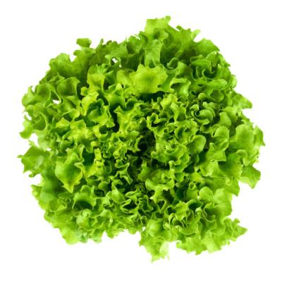 Batavia groen sla  -  Salade Batavia vert