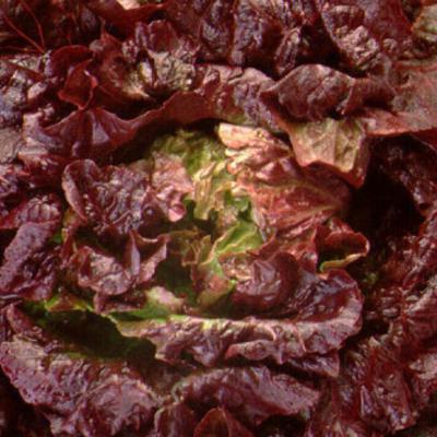 Batavia sla rood  -  Salade Batavia rouge