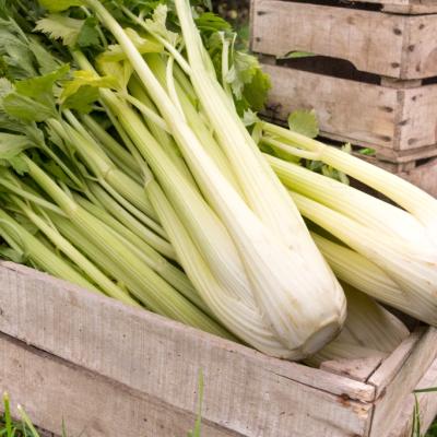 Bleekselder - Celerie blanc 'Golden Spartan' 