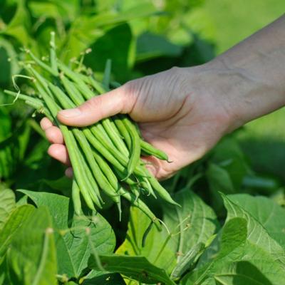 Struikbonen - Haricots