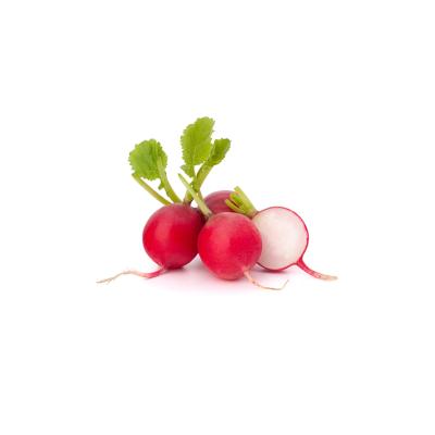 Radijs - Radis  6 pl./barq.