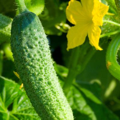 Augurk 'Vert Petite de Paris'  -  Cornichons