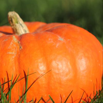 Pompoen oranje 'Rouge vif d'Etampes'  - Potiron orange