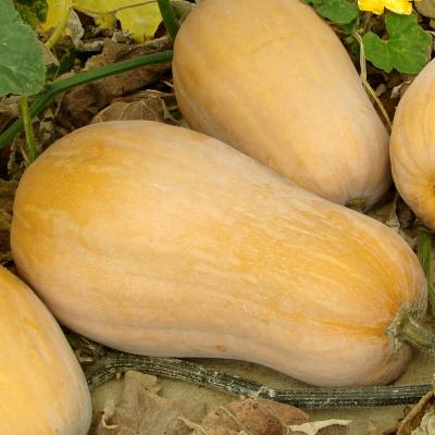 Pompoen butternut - Potiron butternut