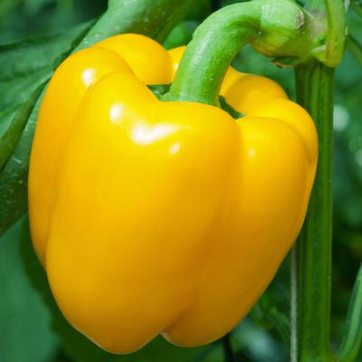 Paprika geel 'Yellow California Wonder'