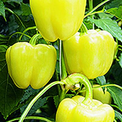 Paprika wit 'Belladonna' F1