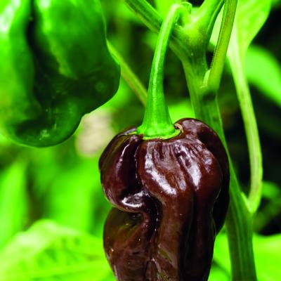 Peper Habanero bruin - Piment Habanero brun