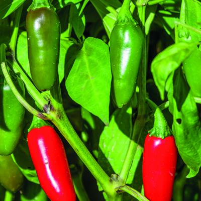 Peper Jalapeno