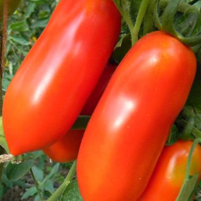 Tomaat San Marzano 