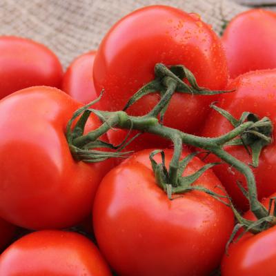 Trostomaat 'Premio' F1 - Tomate à grappes