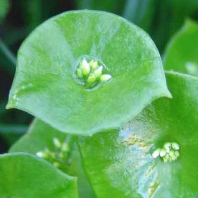 Winterpostelein - Claytonia perfoliata
