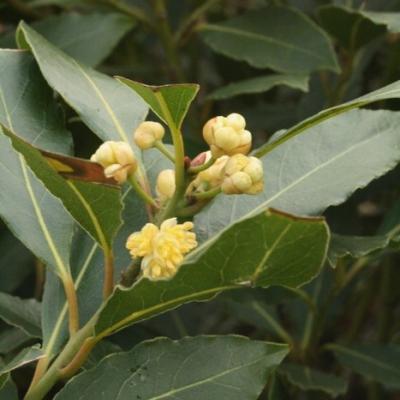 Laurier - Laurus nobilis - Laurier sauce