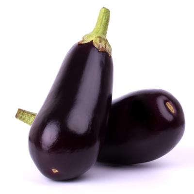 Aubergine geënt 'Madonna' 