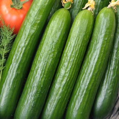 Komkommer geënt 'Dominica' F1 - Concombre greffée