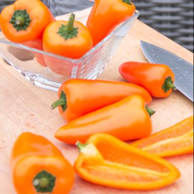 Mini-snackpaprika oranje 'Lotto' F1 - Poivron snack mini orange
