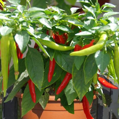 Peper 'Super Chili Hanging'