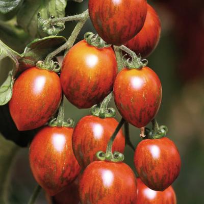 Tijgertomaatje 'Cookie' F1 - Tomate cerise rouge tigré