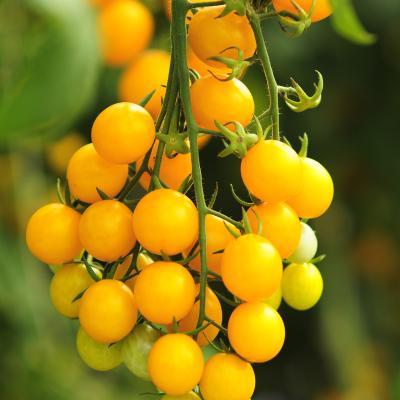 Nectartomaatje geel 'Jolena' F1 - Tomate nectar jaune