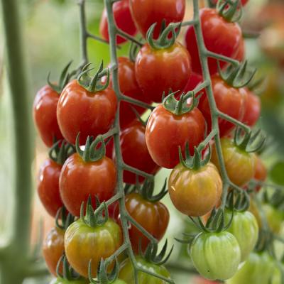 Tomaat 'Appleberry Red'  F1