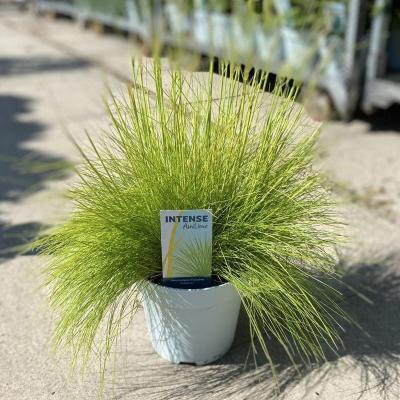 Deschampsia flexuosa 'AmiLime'®