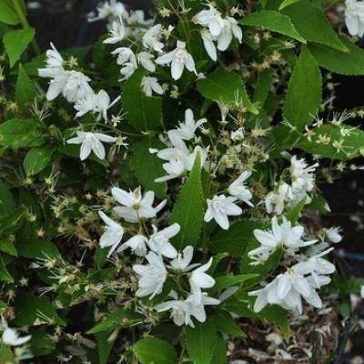 Deutzia gracilis