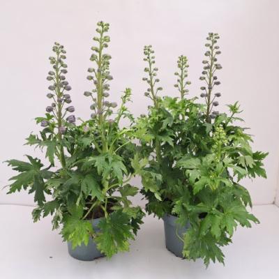 Delphinium grandiflorum in grote pot
