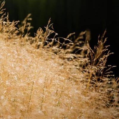 Deschampsia cespitosa 'Goldtau'