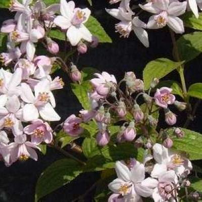 Deutzia hybrida 'Mont Rose'