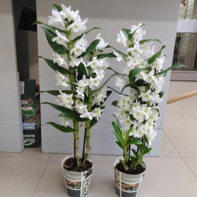 Dendrobium nob. 'StarCla Apollon' wit 
