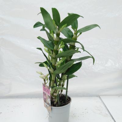 Dendrobium nob. 'StarCla Apollon' wit 3 tak