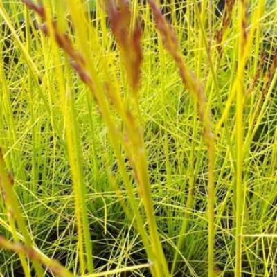 Deschampsia flexuosa 'Tatra Gold'