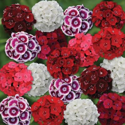 Dianthus barbatus mix - Duizendschoon